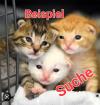 SUCHE Katzen Baby am liebsten ein Kater